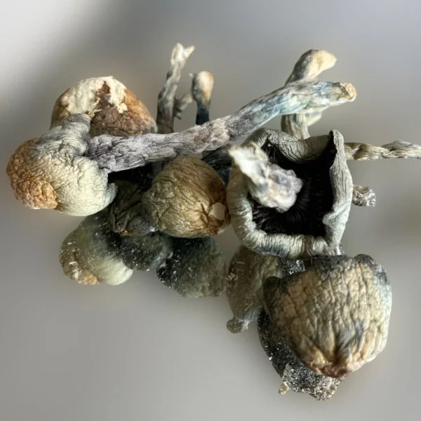 Blue Meanies mushrooms on a white surface. | Mush.City