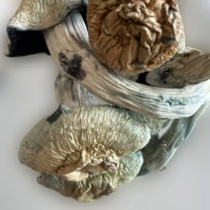 A bunch of Tidal Wave on a white surface, optimized for SEO. | Mush.City