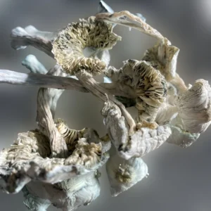 A close up of an Albino Zilla. | Mush.City