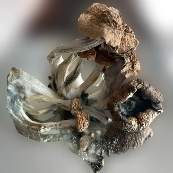 An image of a mushroom on a white surface on Amazon Dong. | Mush.City