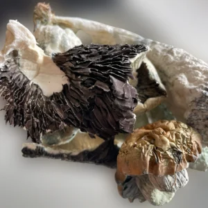 A close up of a bunch of Melmac mushrooms. | Mush.City