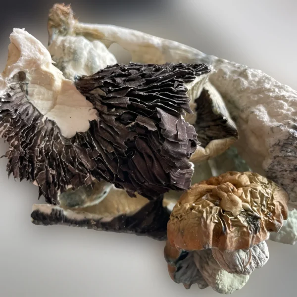 A close up of a bunch of Melmac mushrooms. | Mush.City