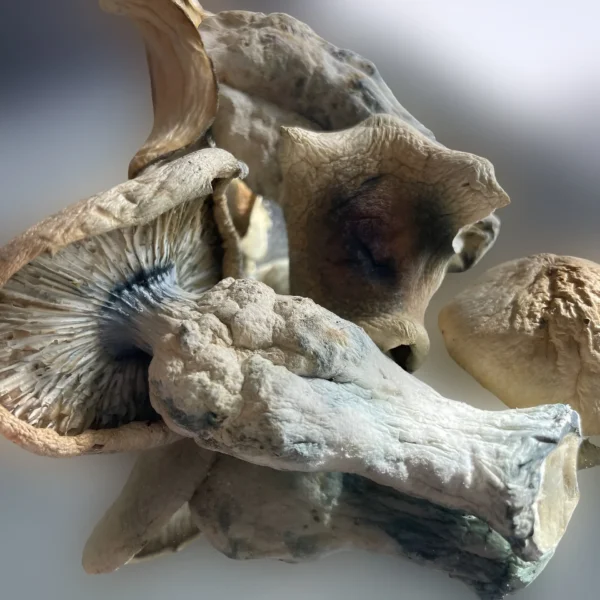 A pile of OG mushrooms on a white surface. | Mush.City