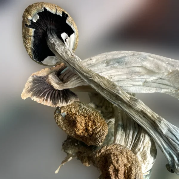 A close up of a Penis Envy mushroom. | Mush.City