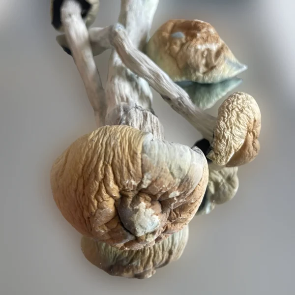 Dried mushrooms on a white background, Thrasher. | Mush.City