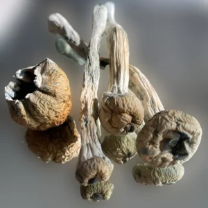 A bunch of dried Trinity mushrooms on a white surface. | Mush.City